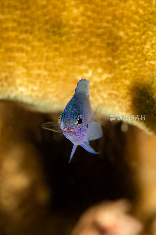 长崎少女鱼(Pomacentrus nagasakiensis)幼鱼，Triton湾，西巴布亚省，印度尼西亚